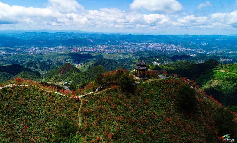松桃：飞灵山上红艳艳 朵朵花开引客来