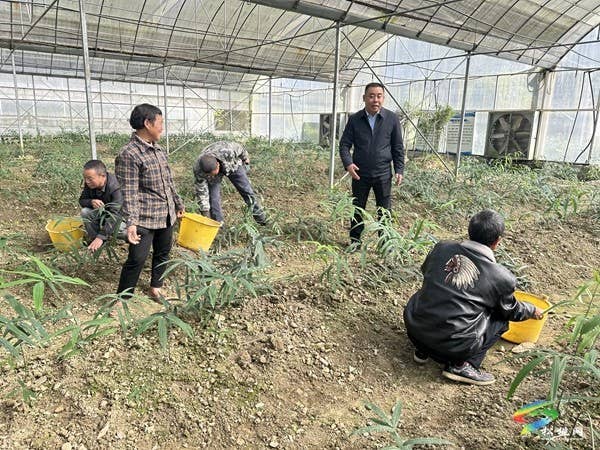 “不以乡小不作为，乡小也有大作为”——记首批西部计划志愿者秀山县隘口镇党委书记周世前