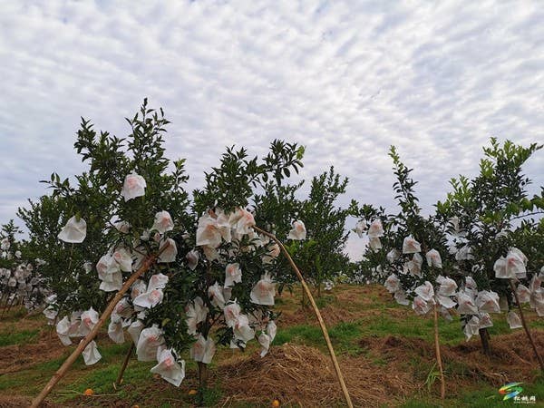 秀山县植保植检站:绿色防控助力柑桔丰产丰收