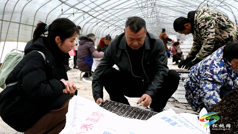 农技人员为春耕育苗“保驾护航”