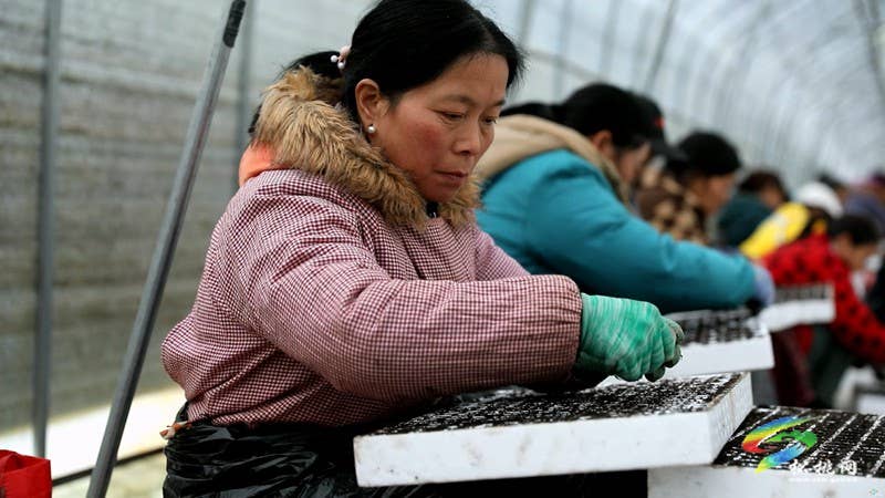 农技人员为春耕育苗“保驾护航”