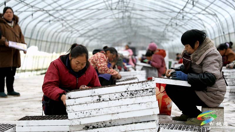 农技人员为春耕育苗“保驾护航”