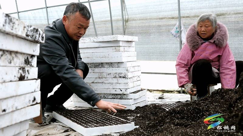 农技人员为春耕育苗“保驾护航”