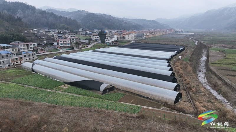 农技人员为春耕育苗“保驾护航”