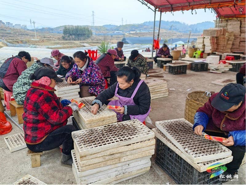 盘信镇：春耕好时节 辣椒育苗忙