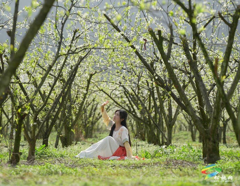 【多彩贵州·花漾中国】孟溪镇安山村：李花烂漫 约你相见