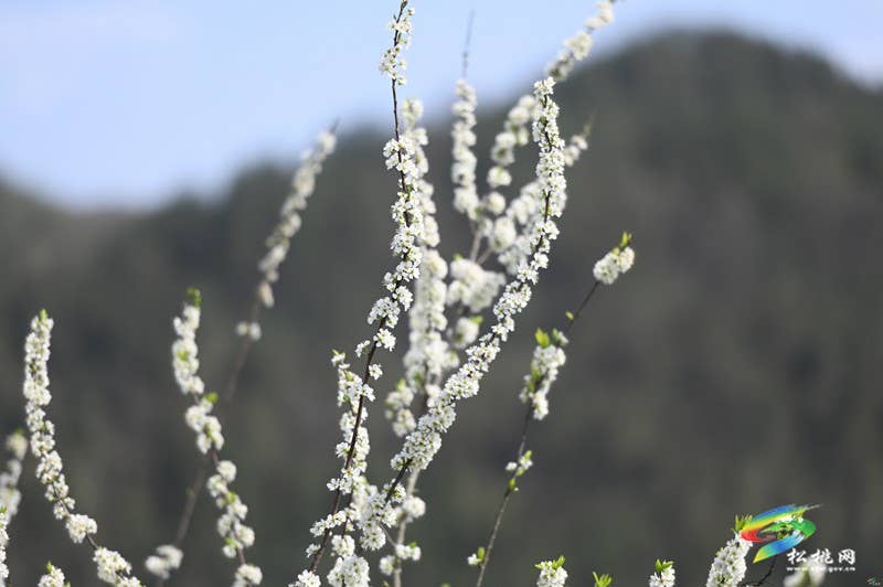【多彩贵州·花漾中国】孟溪镇安山村：李花烂漫 约你相见