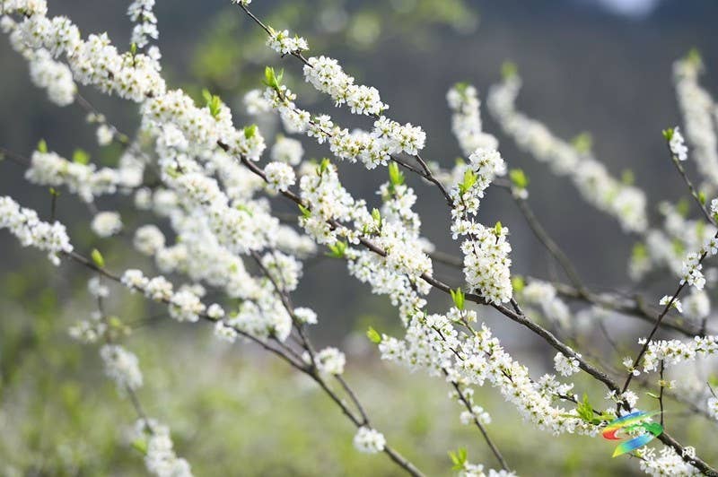 【多彩贵州·花漾中国】孟溪镇安山村：李花烂漫 约你相见