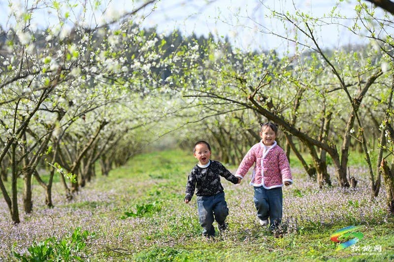 【多彩贵州·花漾中国】孟溪镇安山村：李花烂漫 约你相见