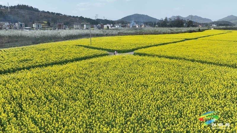 【多彩贵州·花漾中国】孟溪镇安山村：李花烂漫 约你相见