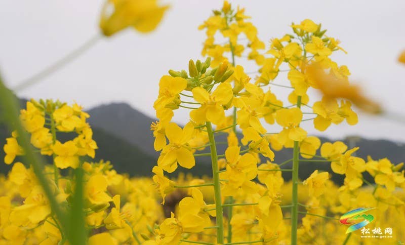 【多彩贵州·花漾中国】普觉：“上春山”赏春花