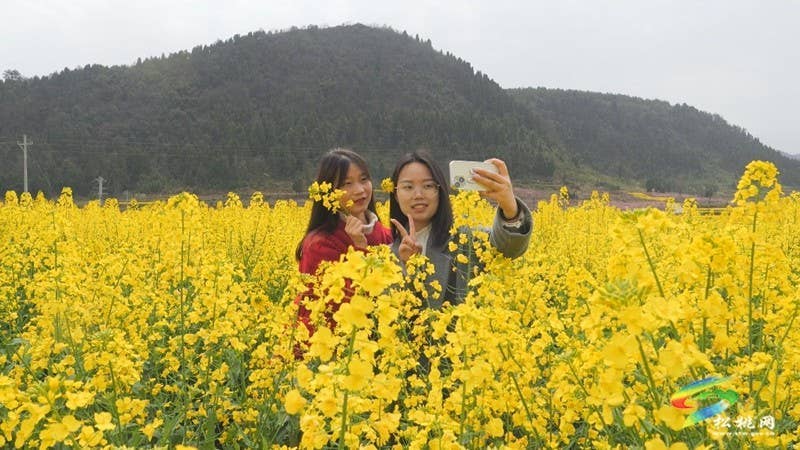【多彩贵州·花漾中国】普觉：“上春山”赏春花