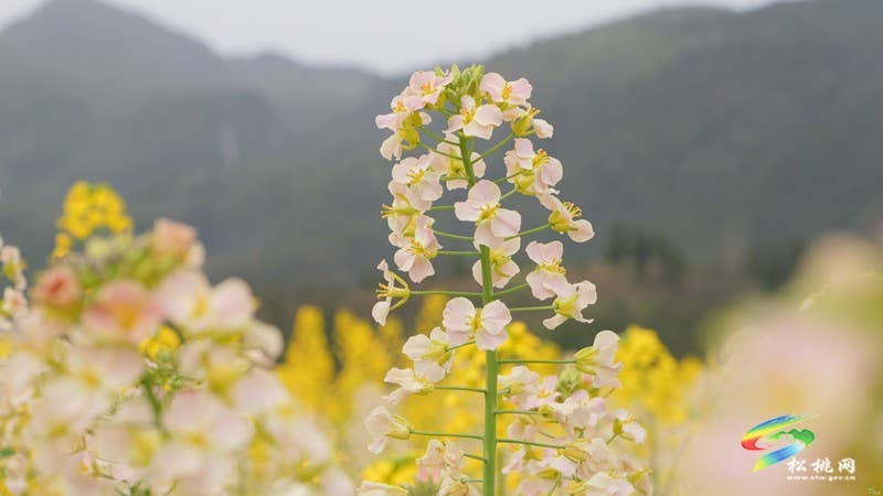 【多彩贵州·花漾中国】普觉：“上春山”赏春花