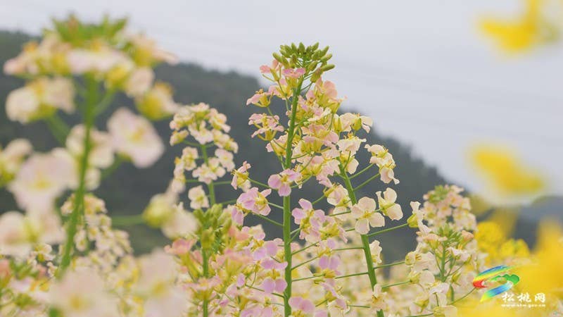 【多彩贵州·花漾中国】普觉：“上春山”赏春花