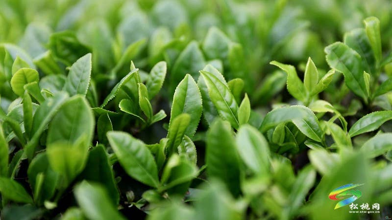 【奋进的春天】普觉镇：茶园吐新绿 春光正当时