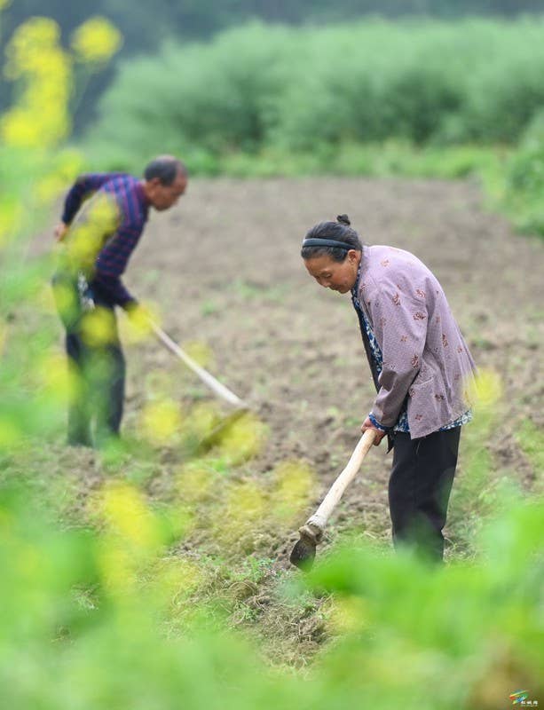 【奋进的春天】松桃：6000余亩花生播种忙