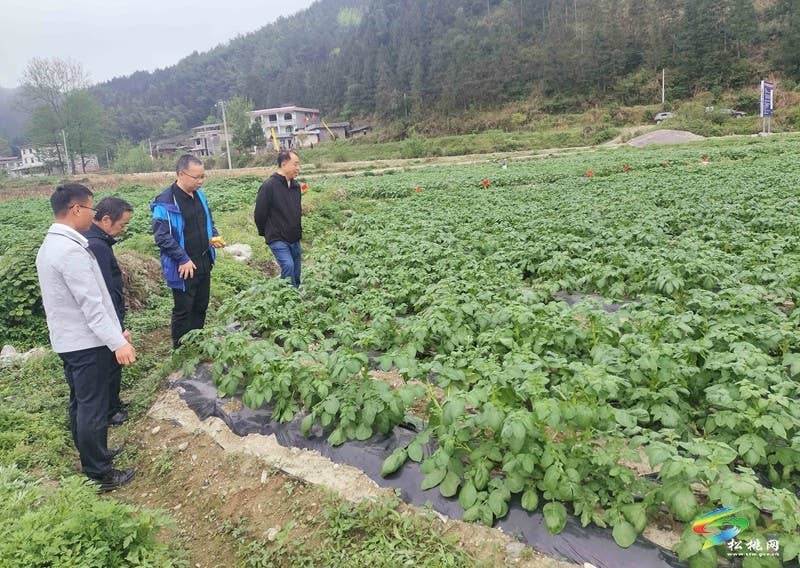 【奋进的春天】松桃：农技专家指导马铃薯管护