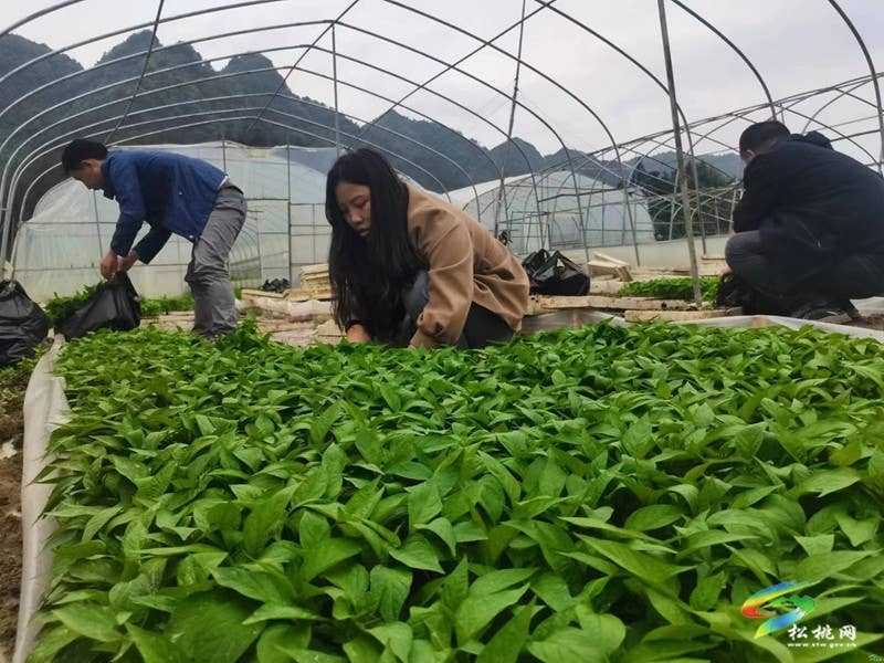 【奋进的春天】迓驾镇：订单辣椒移栽忙 群众增收有保障