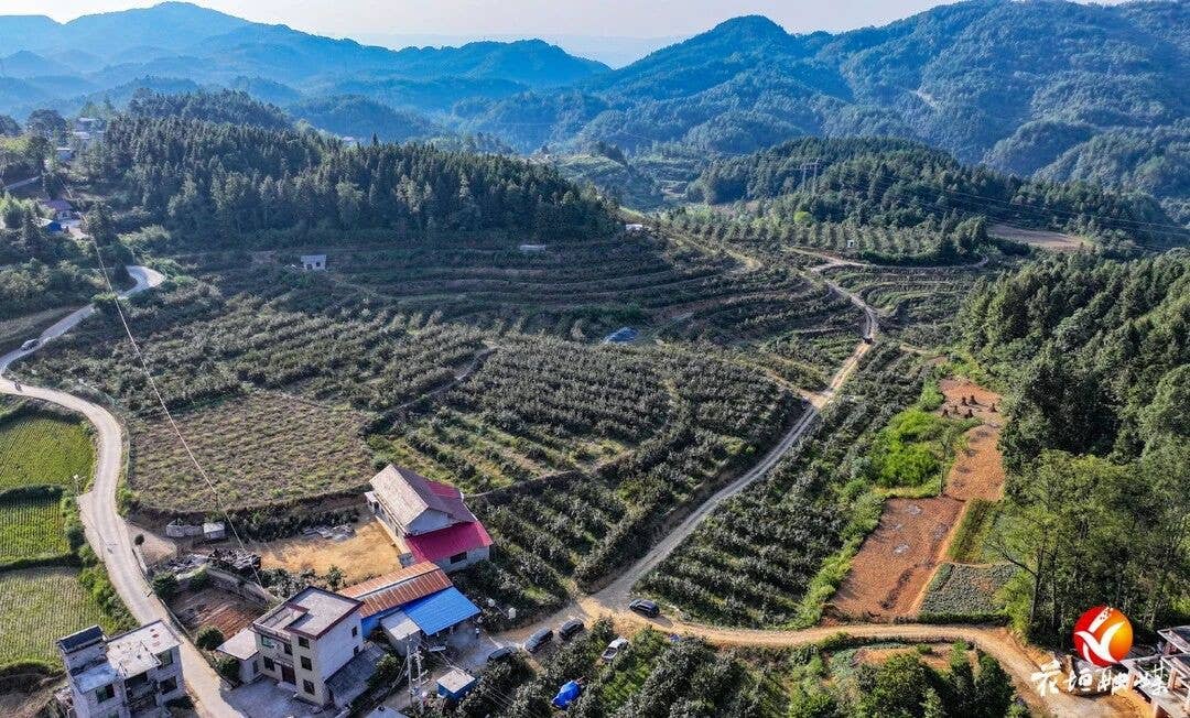 甜蜜上“柿”！花垣370亩柿子喜迎丰收