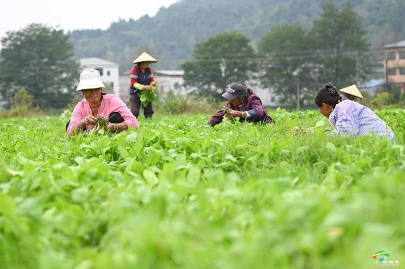 寨英镇：1500亩订单榨菜移栽忙