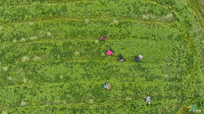 寨英镇：1500亩订单榨菜移栽忙