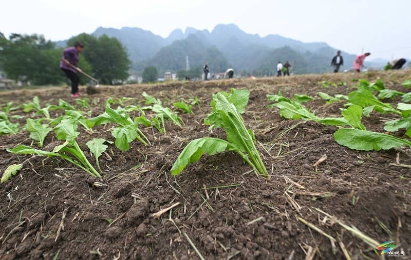 寨英镇：1500亩订单榨菜移栽忙