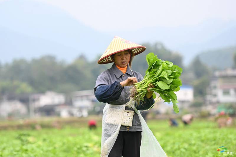 寨英镇：1500亩订单榨菜移栽忙