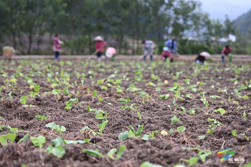 松桃：秋种正当时 14.24万亩油菜种植忙