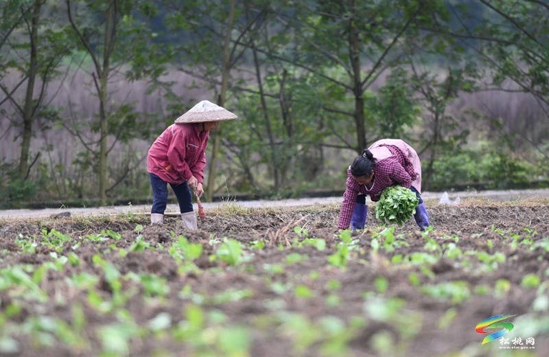 松桃：秋种正当时 14.24万亩油菜种植忙