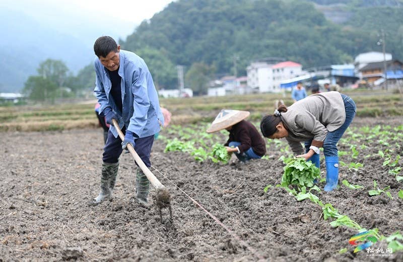 松桃：秋种正当时 14.24万亩油菜种植忙