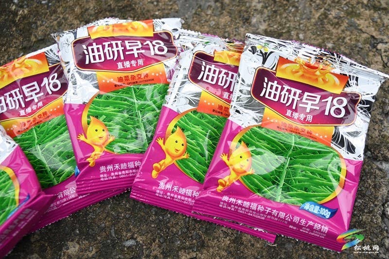 松桃：秋种正当时 14.24万亩油菜种植忙