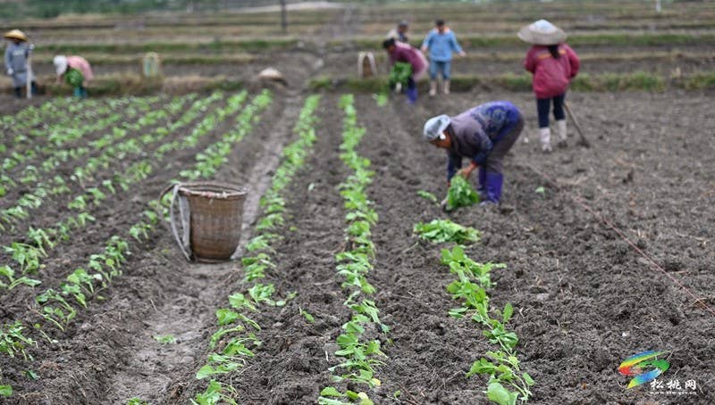 松桃：秋种正当时 14.24万亩油菜种植忙