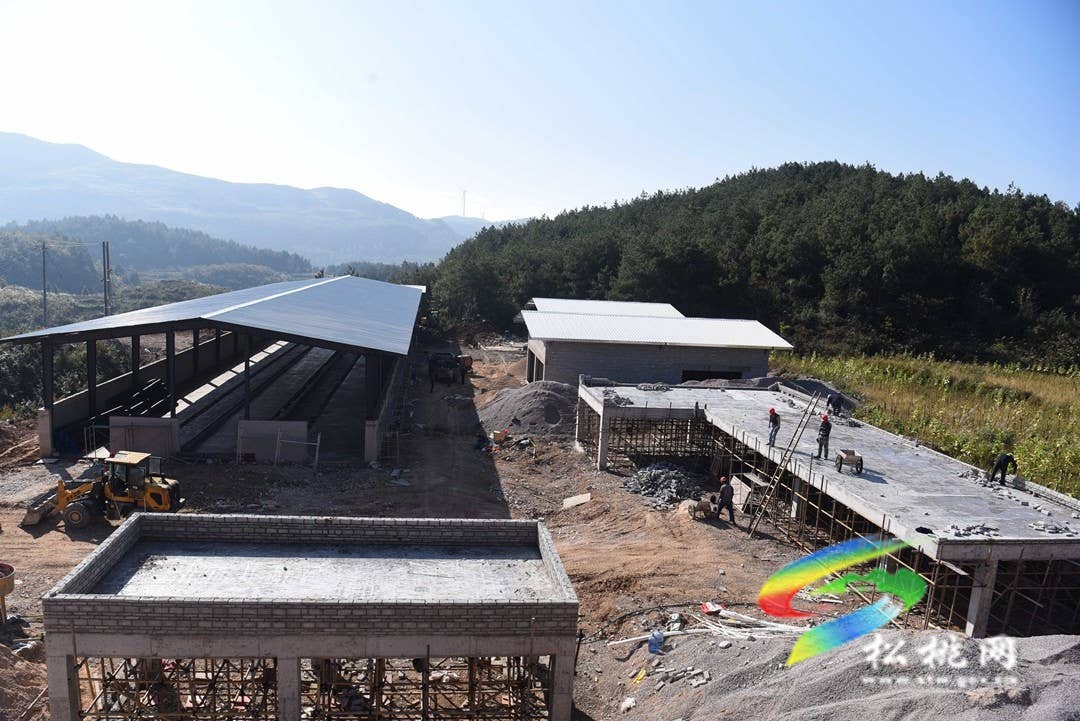 松桃盘石：肉牛养殖场即将建成投产