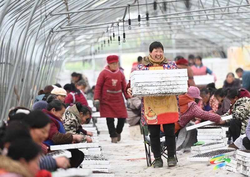 松桃:2.5万亩辣椒育苗正当时