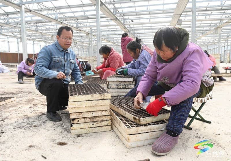 太平营街道：抢抓农时 辣椒育苗忙