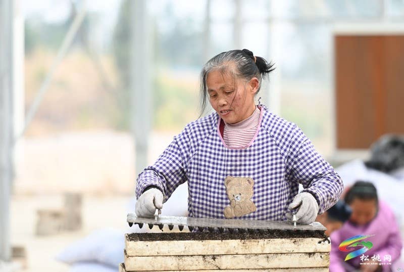 太平营街道：抢抓农时 辣椒育苗忙