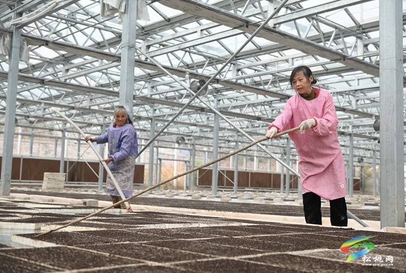 太平营街道：抢抓农时 辣椒育苗忙
