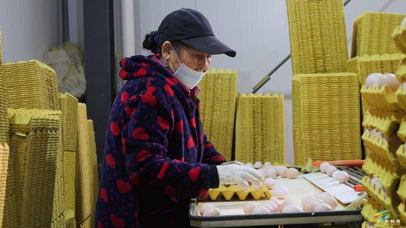 盘信镇:自动化蛋鸡养殖 孵出增收致富路