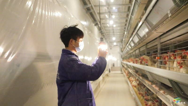 盘信镇:自动化蛋鸡养殖 孵出增收致富路