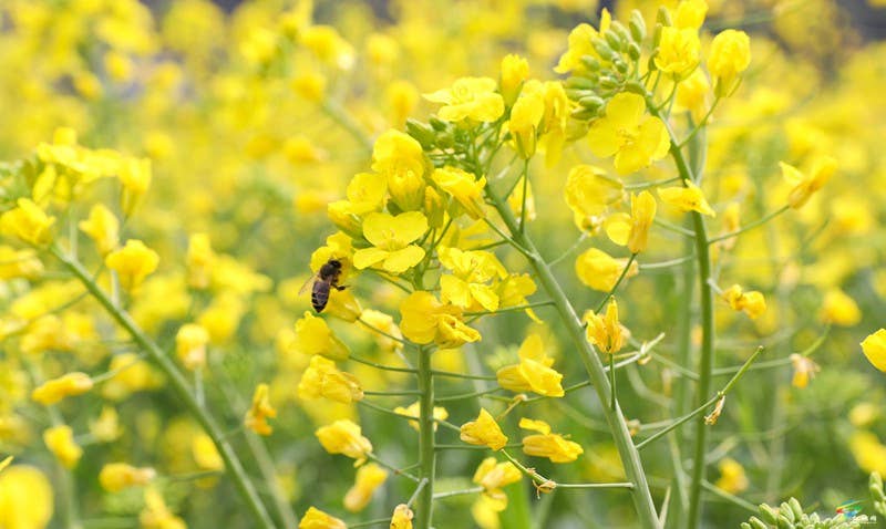 孟溪：游油菜花海 赴春天之约
