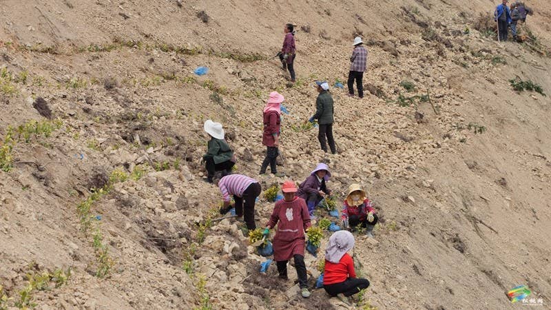 平头镇：紧锣密鼓忙春耕 茶叶基地种植忙