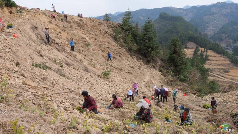 平头镇：紧锣密鼓忙春耕 茶叶基地种植忙
