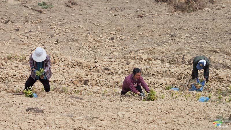 平头镇：紧锣密鼓忙春耕 茶叶基地种植忙