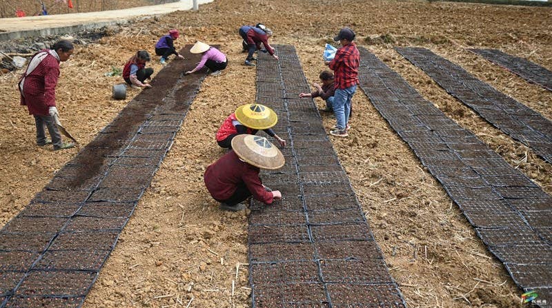 大路镇大路社区：春耕正当时 玉米育苗忙