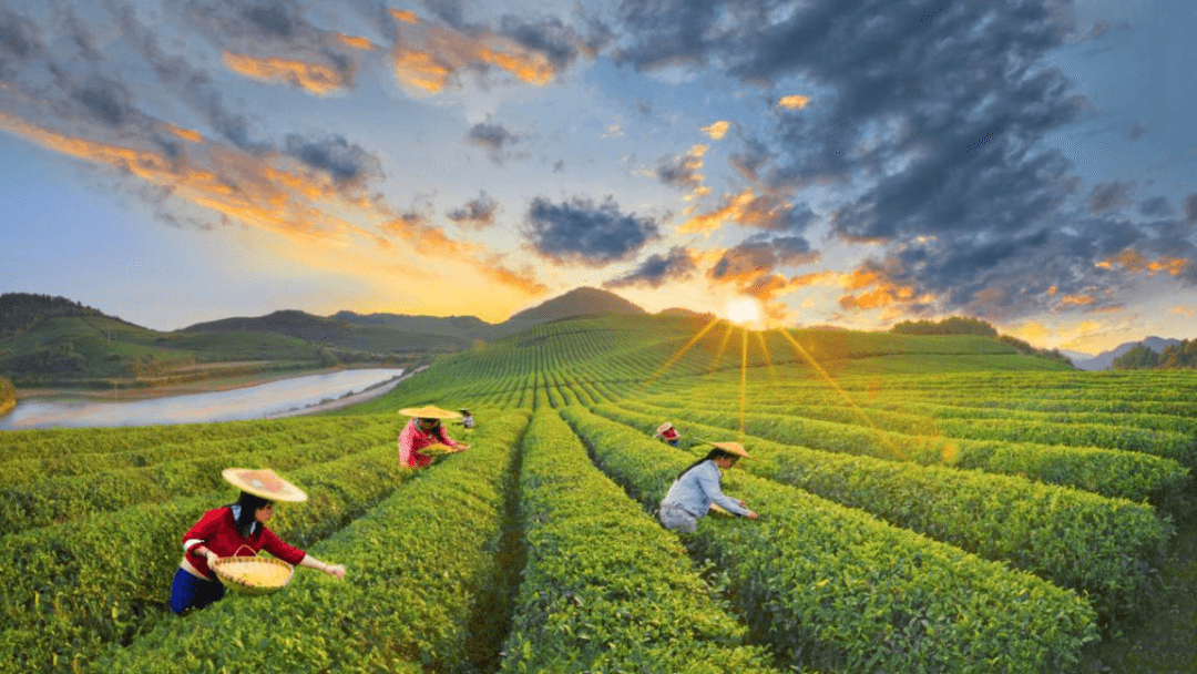 【东山文化讲堂第17期预告】中国宋代抹茶道薄茶点前