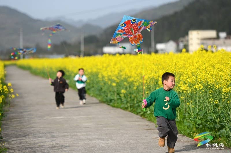 【多彩贵州·花漾中国】孟溪镇安山村：李花烂漫 约你相见