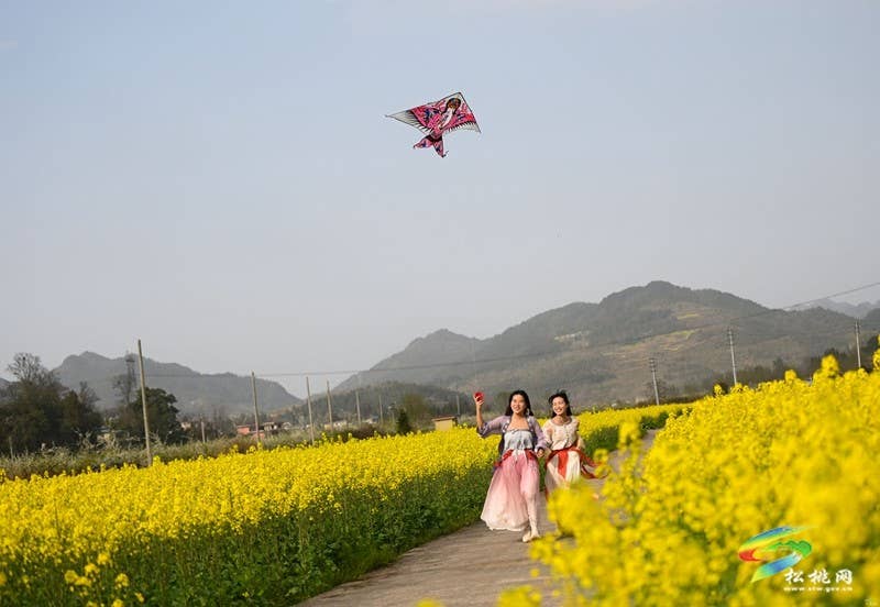 【多彩贵州·花漾中国】孟溪镇安山村：李花烂漫 约你相见