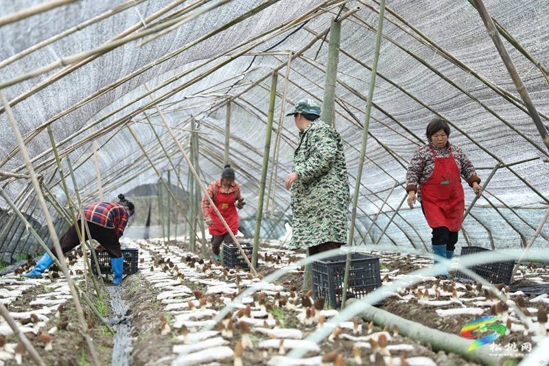 【奋进的春天】正大镇官舟村：头茬羊肚菌抢“鲜”上市
