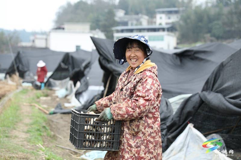 【奋进的春天】正大镇官舟村：头茬羊肚菌抢“鲜”上市