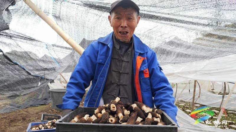 【奋进的春天】黄板镇:羊肚菌丰收好“钱景”